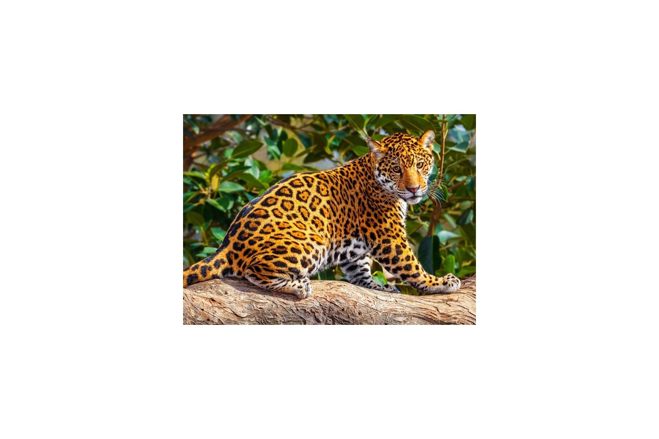 Puzzle Castorland - Little Jaguar, 260 Piese