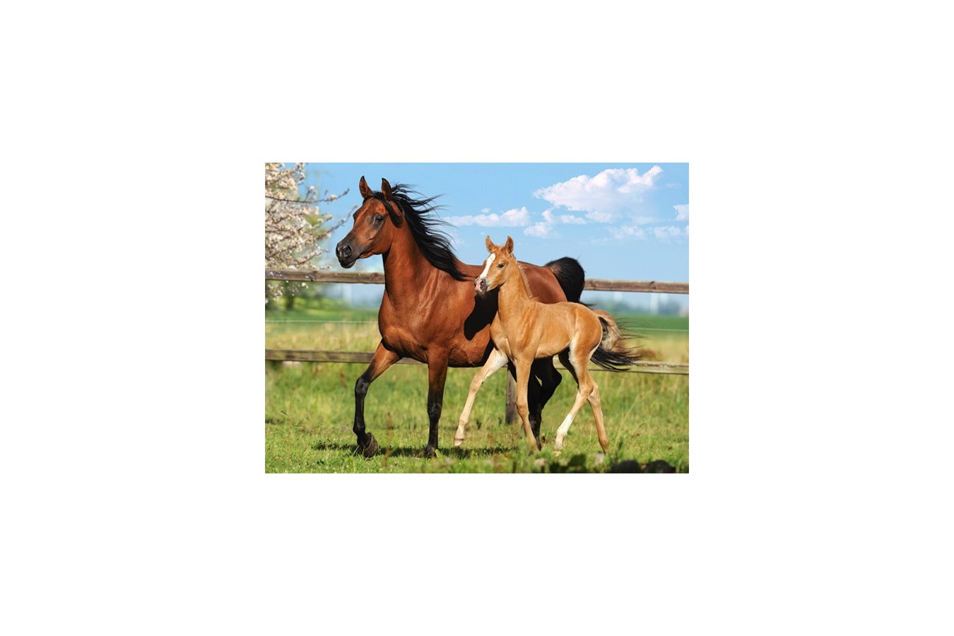 Puzzle Castorland - Mare And Foal, 260 Piese