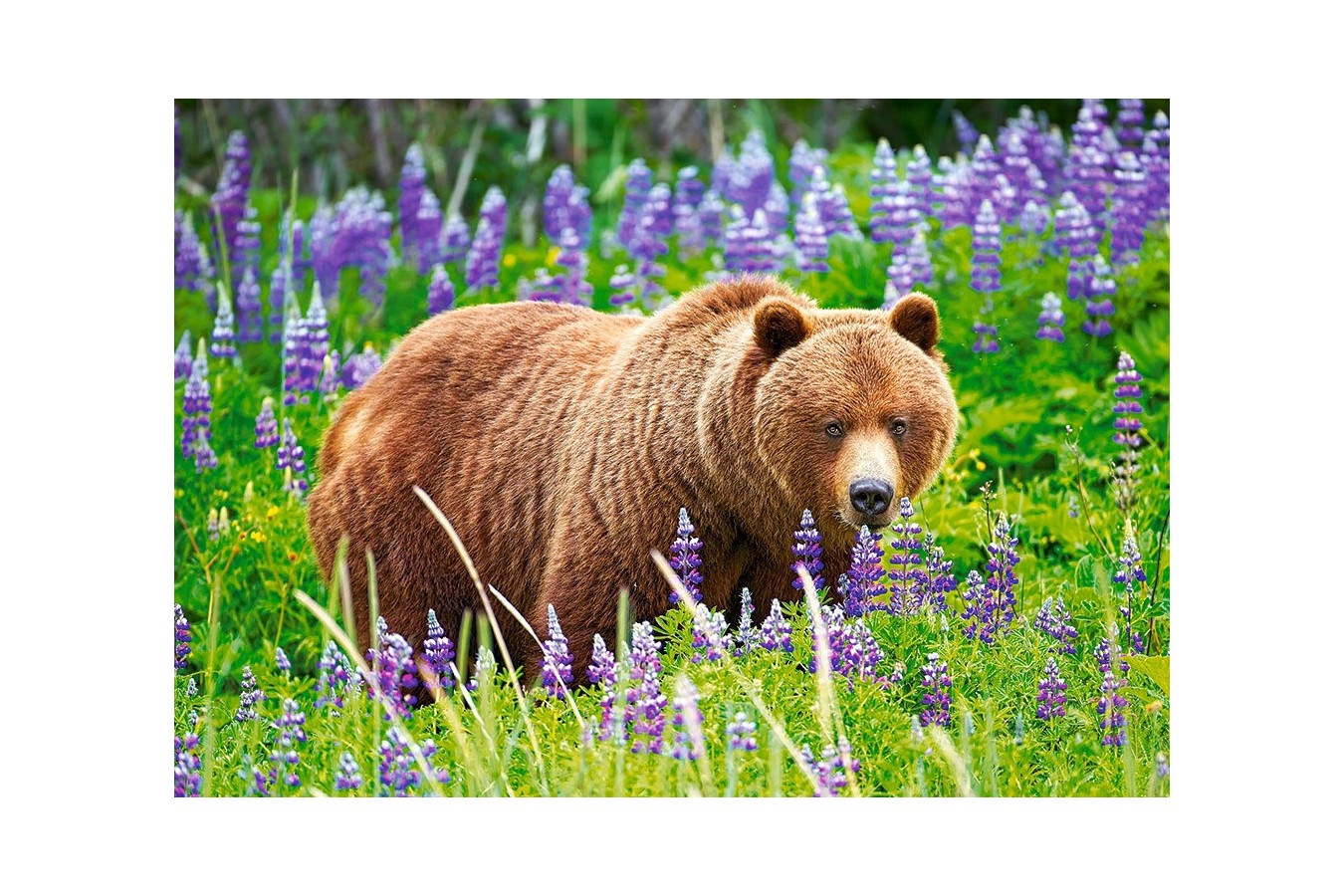 Puzzle Castorland - Bear On The Meadow, 500 Piese