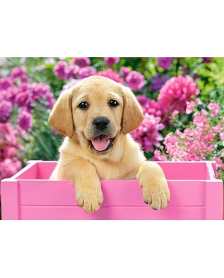 Puzzle Castorland - Labrador Puppy in a Box, 300 piese