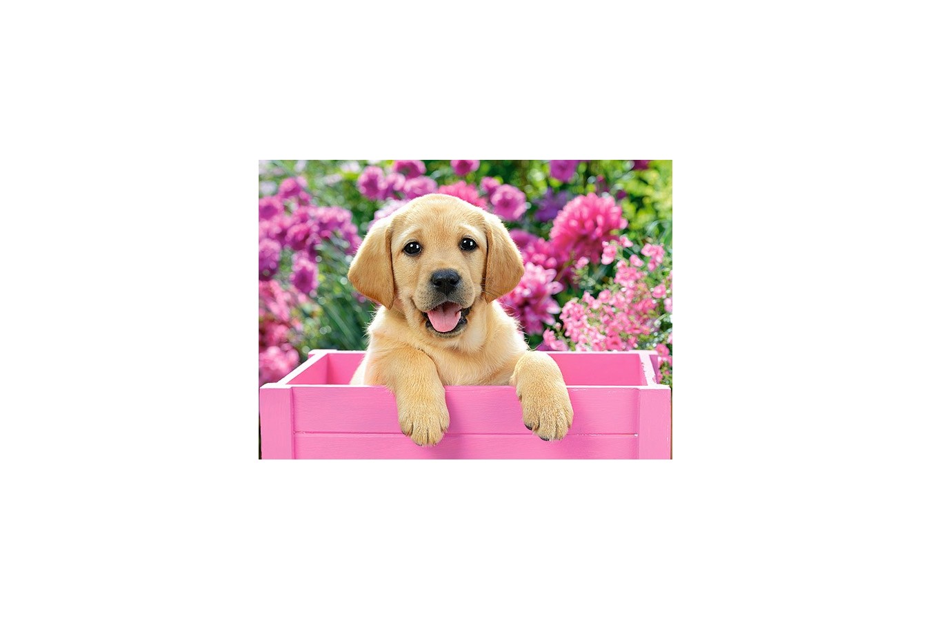 Puzzle Castorland - Labrador Puppy in a Box, 300 piese