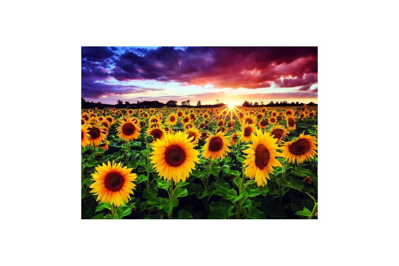 Puzzle Anatolian - Field of sunflowers at dusk, 1000 piese (1018)
