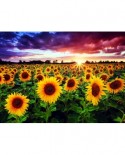 Puzzle Anatolian - Field of sunflowers at dusk, 1000 piese (1018)