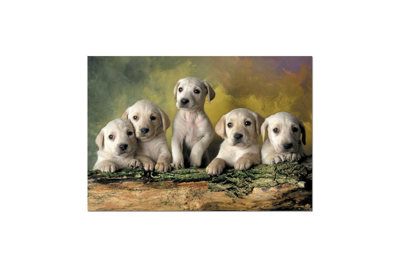 Puzzle Educa - Labrador Puppies, 500 piese (14802)