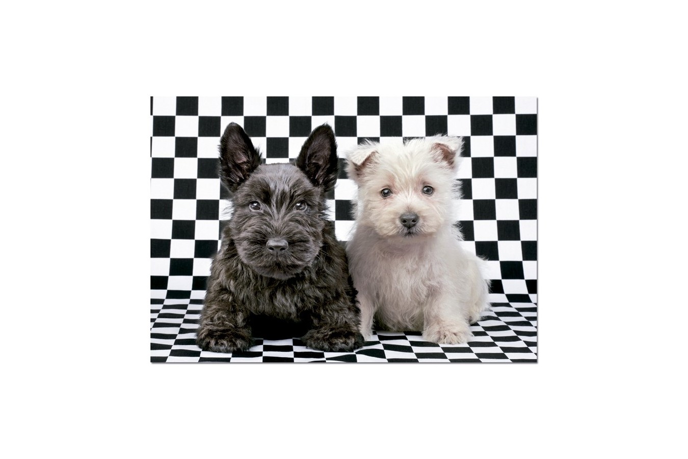 Puzzle Educa - Black and White Terriers, 500 piese (15508)