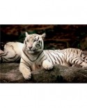 Puzzle Trefl - Bengal Tiger, 1500 piese (755)