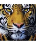 Puzzle SunsOut - Golden Tiger Face, 1000 piese (45200)