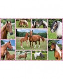 Puzzle Schmidt - Beautiful Horses, 150 piese (56269)