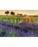 Puzzle Nathan - Fields of Provence, 1000 piese (62542)