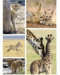 Puzzle Nathan - Wild Animals Babies, 500 piese (62519)