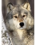 Puzzle Nathan - Wolf, 500 piese (43491)