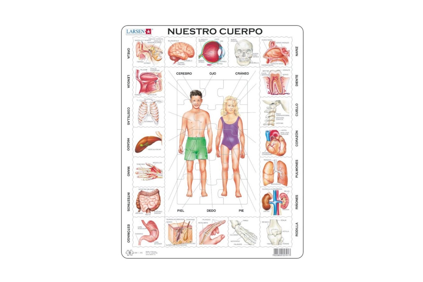 Puzzle Larsen - Nuestro Cuerpo (in Spanish), 35 piese (59554)