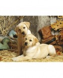 Puzzle Clementoni - Curious Puppies, 1500 piese (4843)