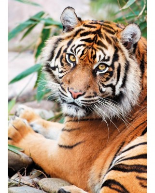 Puzzle Clementoni - Sumatran Tiger, 1000 piese (50553)