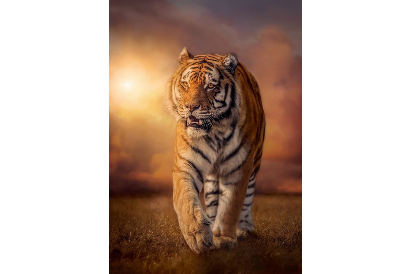 Puzzle Clementoni - Tiger, 1500 piese (62397)