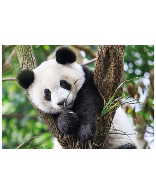 Puzzle Clementoni - WWF - Panda, 104 piese (65239)
