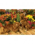 Puzzle Cobble Hill - Duck Tollers, 1000 piese (56093)