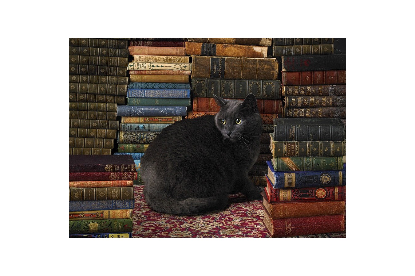 Puzzle Cobble Hill - Library Cat, 1000 piese (56095)