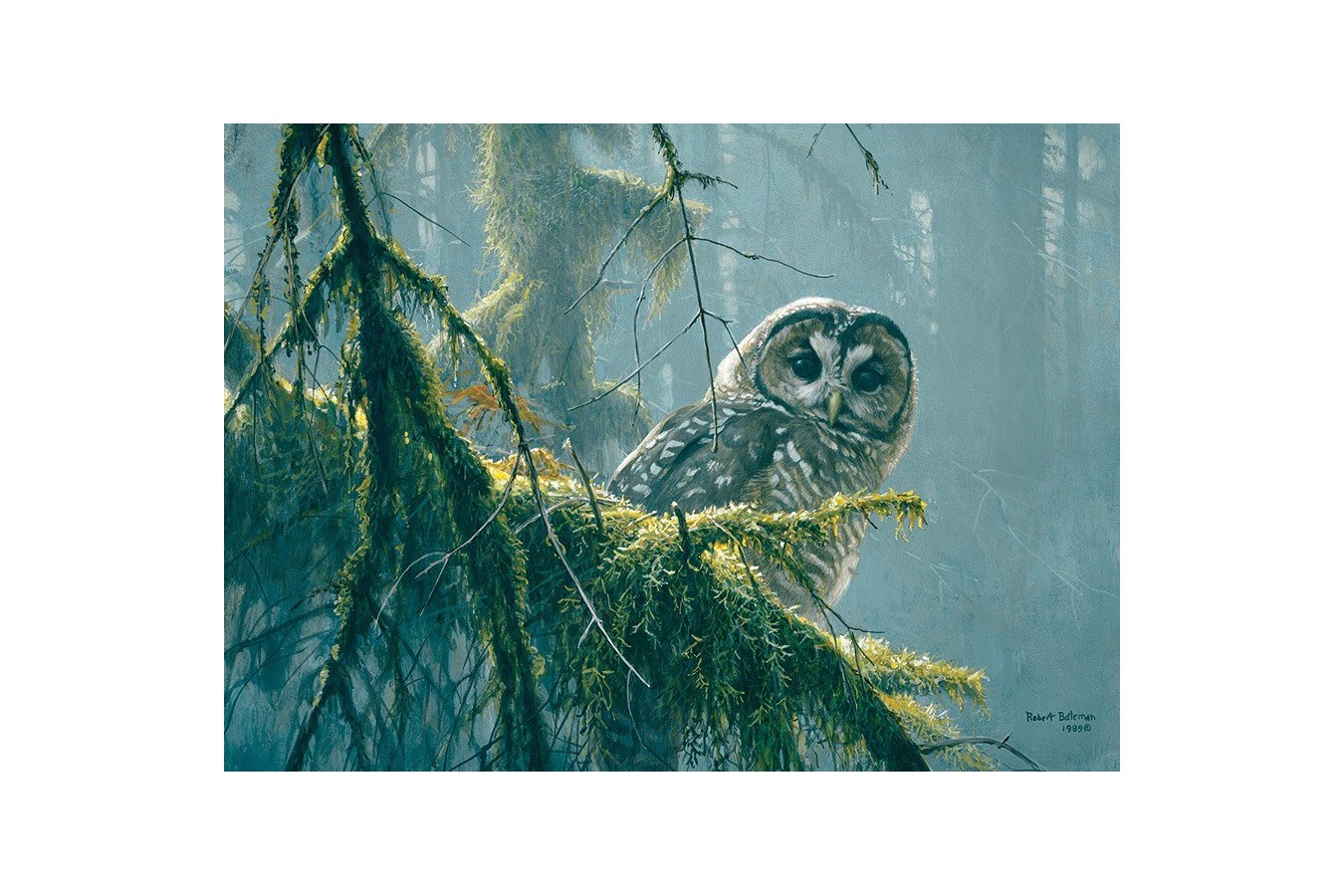 Puzzle Cobble Hill - Mossy Branches - Spotted Owl, 500 piese XXL (65000)