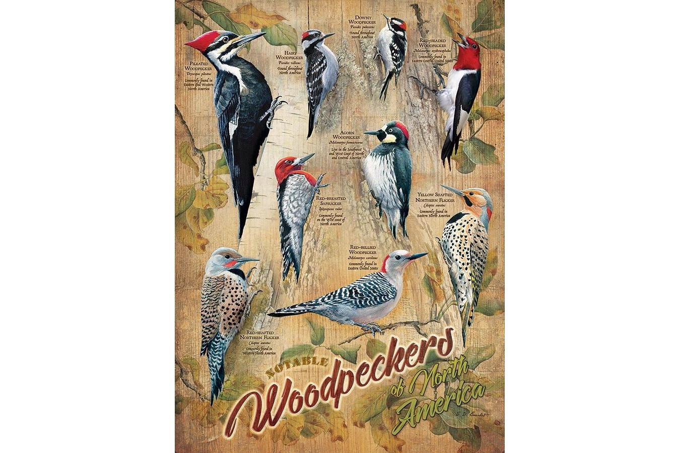 Puzzle Cobble Hill - Notable Woodpeckers, 500 piese XXL (65005)
