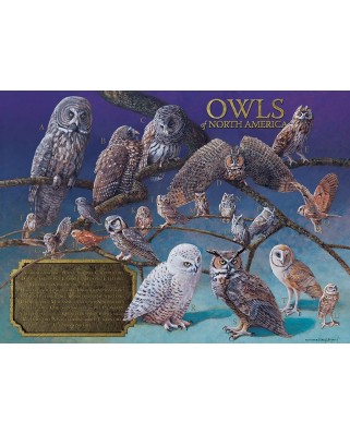 Puzzle Cobble Hill - Owls of North America, 1000 piese (64958)