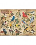 Puzzle Cobble Hill - Popular Backyard Wild Birds of N.A., 1000 piese (64970)