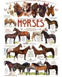 Puzzle Cobble Hill - Robert May: Horse Quotes, 1000 piese (56091)