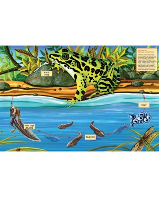 Puzzle de podea Cobble Hill - Life Cycle of a Northern Leopard Frog, 48 piese XXL (44460)