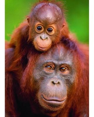 Puzzle Eurographics - Orangutan & Baby, 1000 piese (6000-0638)