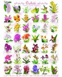 Puzzle Eurographics - Orchids, 1000 piese (6000-0655)