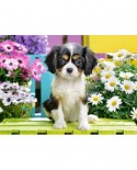 Puzzle Castorland - Spaniel Puppy In Flowers, 70 piese (70053)
