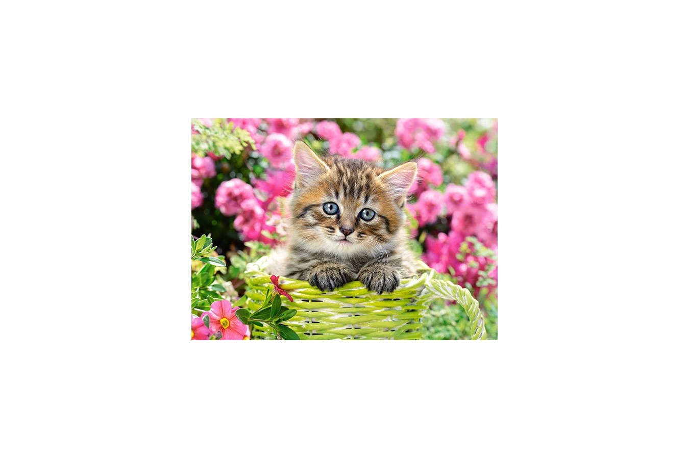 Puzzle Castorland - Kitten In Flower Garden, 100 piese (111039)