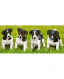 Puzzle panoramic Castorland - Jack Russell Terrier Puppies, 600 piese (60337)