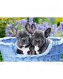 Puzzle Castorland - French Bulldog Puppies, 1000 piese (104246)