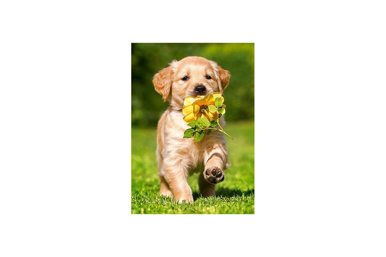 Puzzle Castorland - Puppy with rose, 60 piese