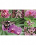 Puzzle Jumbo - Orchids, 1000 piese (18354)