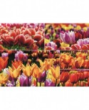 Puzzle Jumbo - Tulips, 1000 piese (18364)