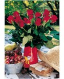 Puzzle Dino - Roses, 500 piese XXL (65160)