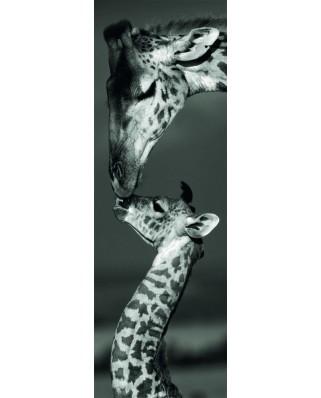 Puzzle panoramic Dino - Giraffes, 1000 piese alb-negru (62985)
